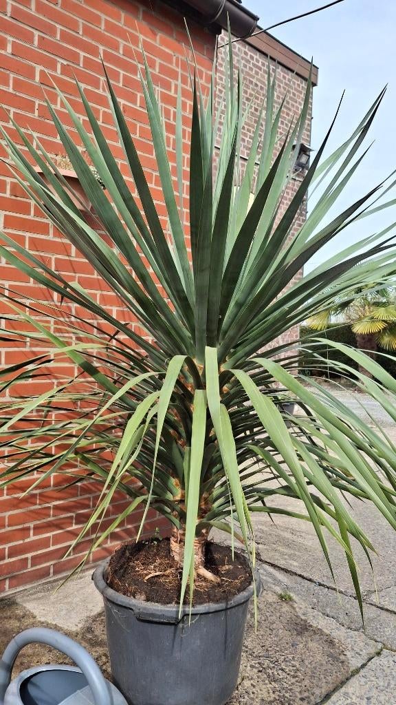 drakenbloedboom (Dracaena draco), Maison & Meubles, Autres espèces, En pot, Plein soleil, Enlèvement