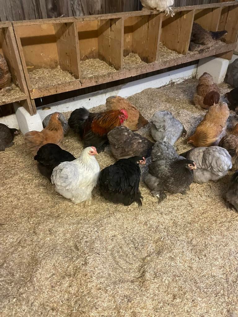 Jonge cochin krielkippen, Dieren en Toebehoren, Pluimvee
