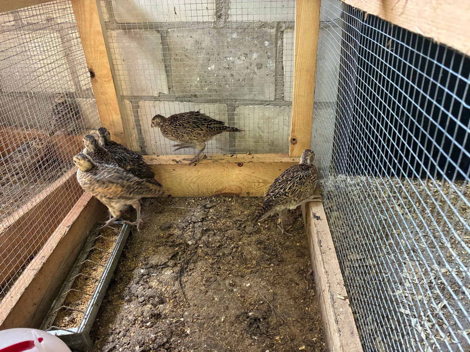 Bosfazant kuikens, Dieren en Toebehoren