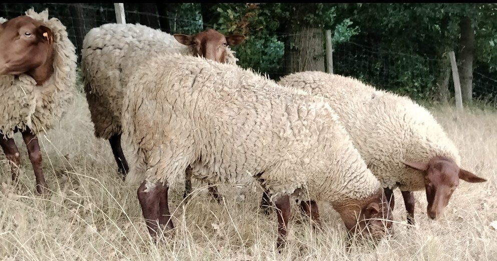 Cherche bélier Ardennais Roux, Animaux & Accessoires, Mouton
