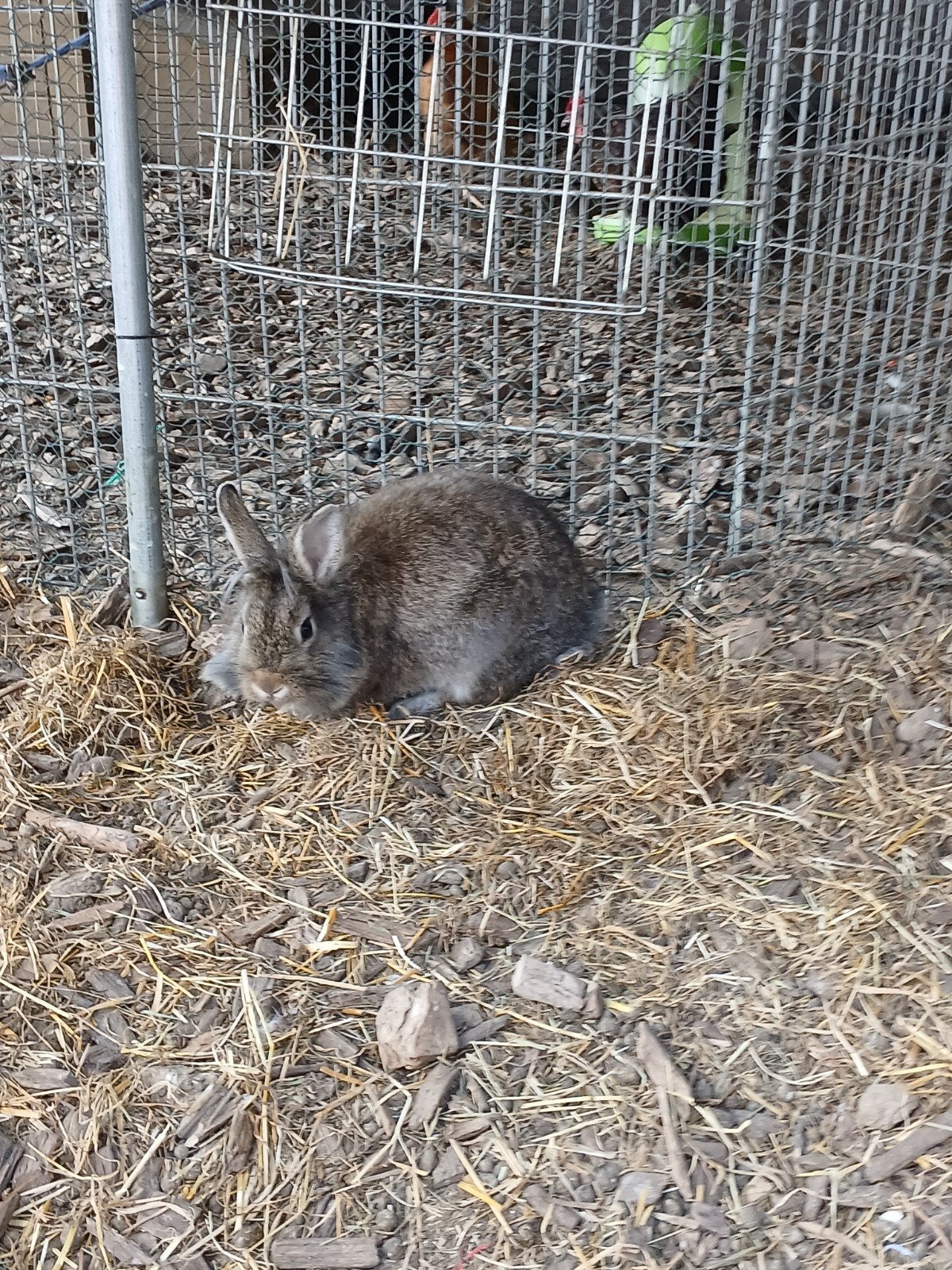dwerg konijn, Dieren en Toebehoren, Konijnen, Mannelijk, Klein, 0 tot 2 jaar
