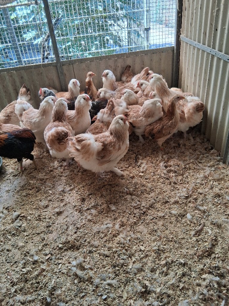 Duise faverolles groothoen 26, Plusieurs animaux, Poule ou poulet