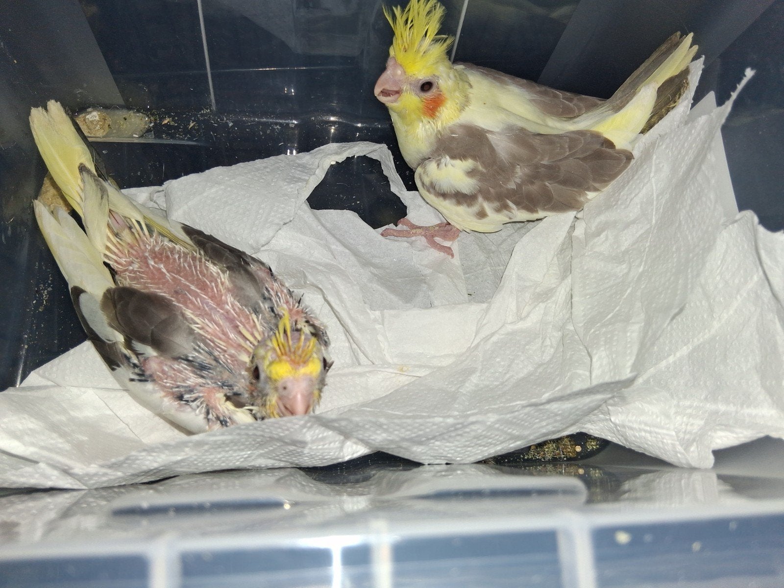 valkparkieten, Dieren en Toebehoren
