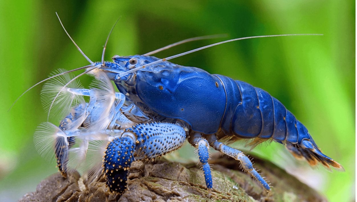 Blauwe Gabonese Waaier garnaal (import), Dieren en Toebehoren, Kreeft, Krab of Garnaal, Zoetwatervis, Schoolvis