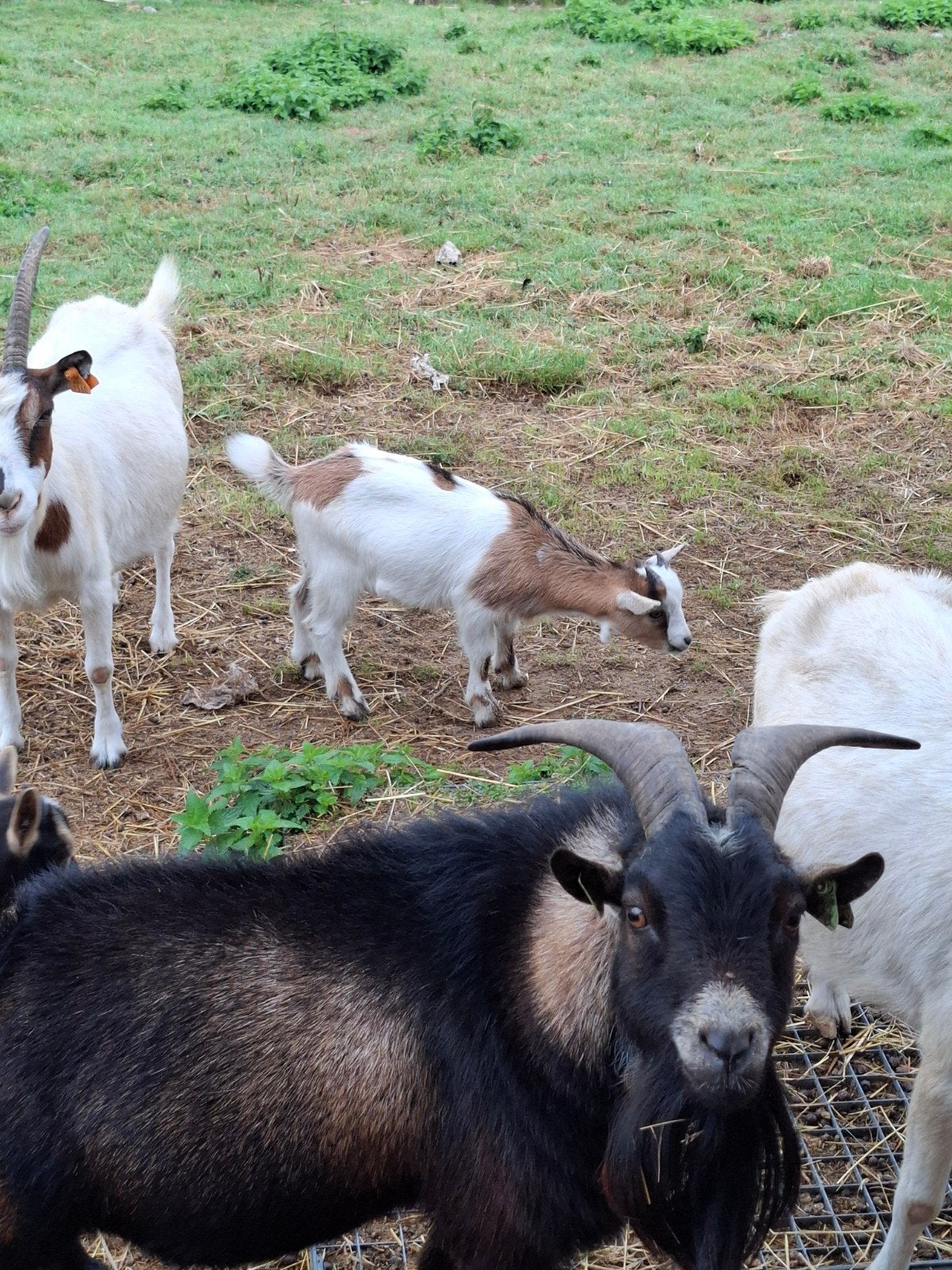 bouc 2,5mois