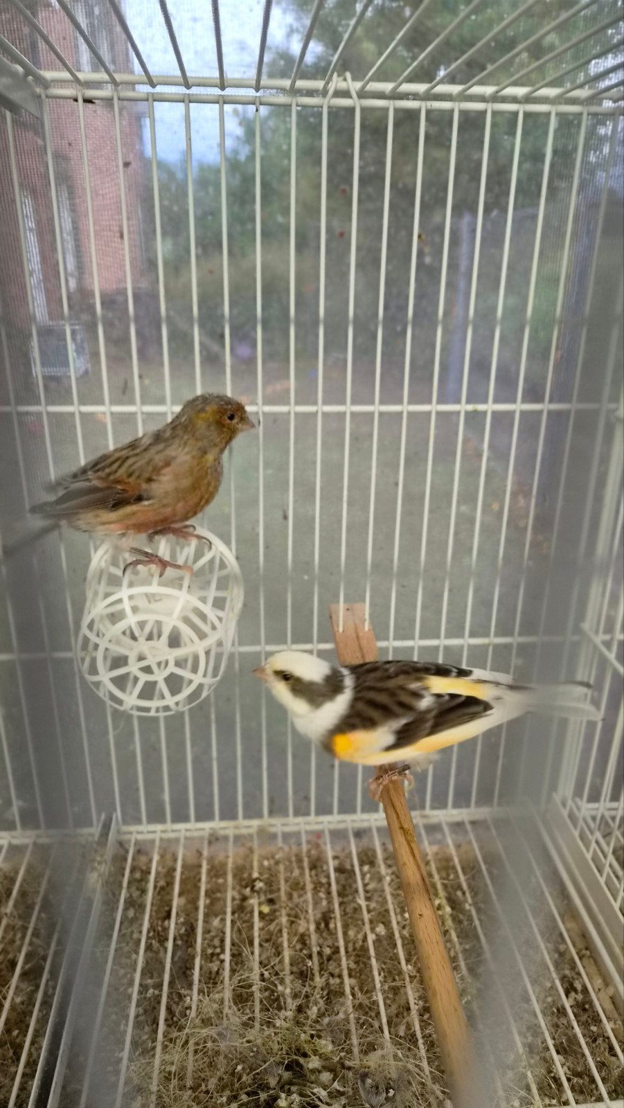 kleur kanaries, Dieren en Toebehoren