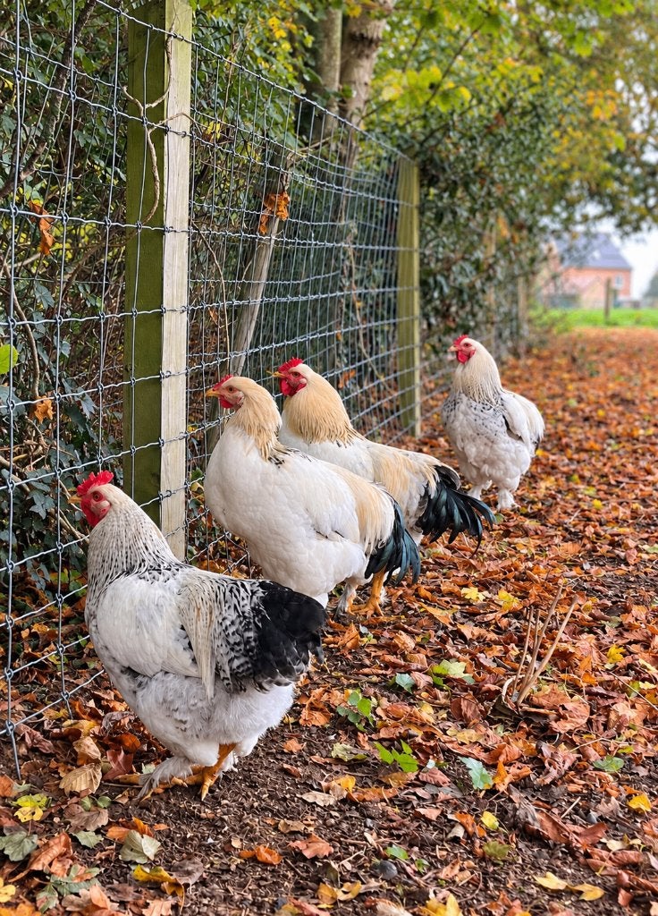 Jonge, tamme hanen zoeken een goede thuis, Dieren en Toebehoren, Mannelijk, Kip