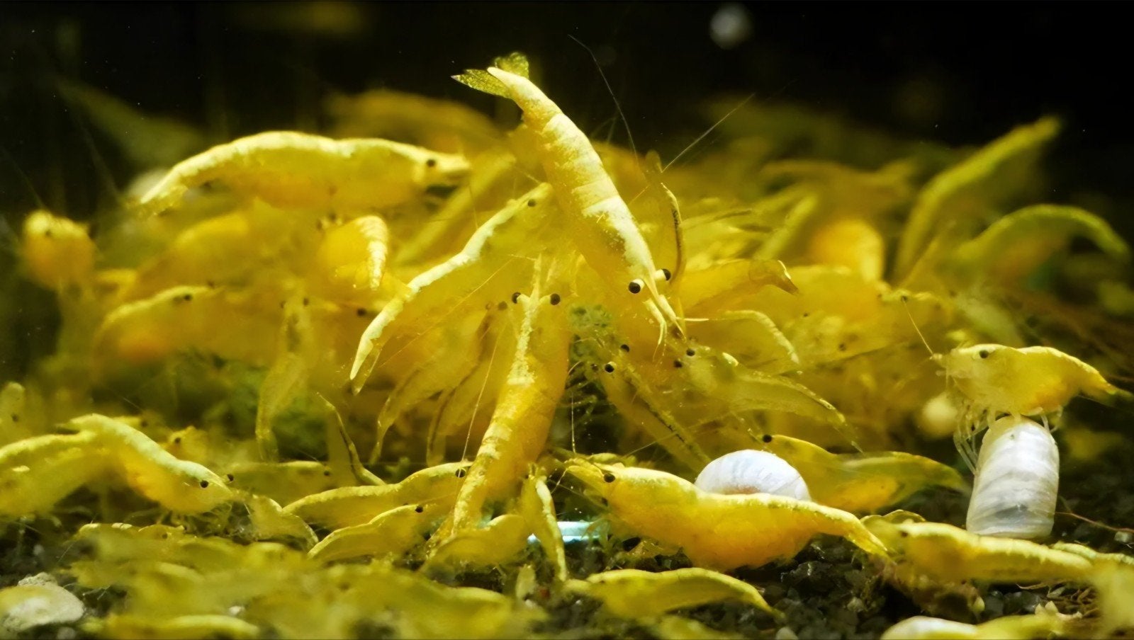 Yellow Fire Neon Garnalen, Dieren en Toebehoren, Zoetwatervis