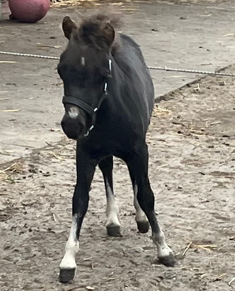 Mini-chevaux (amha-bmp-nmprs), Plusieurs animaux, Ne s'applique pas, Avec pedigree