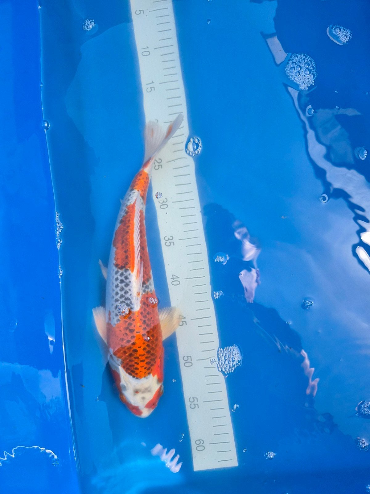 Nisai Kujaku Marusei, Dieren en Toebehoren