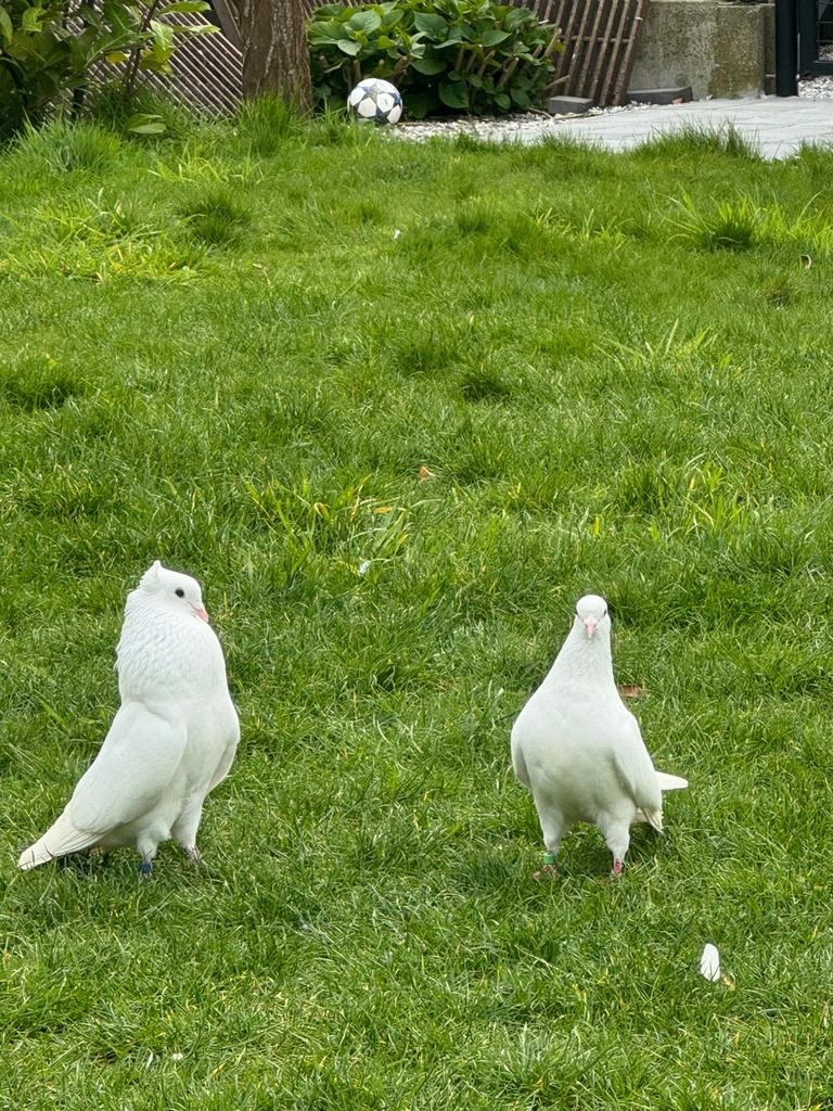 ️ Prachtige witte duiven  te koop, Dieren en Toebehoren, Vogels | Duiven
