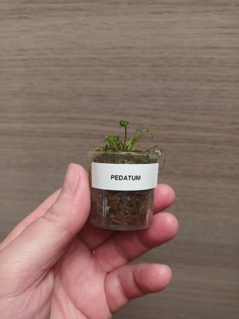 Anthurium pedatum, Maison & Meubles, Plantes d'intérieur, Enlèvement ou Envoi