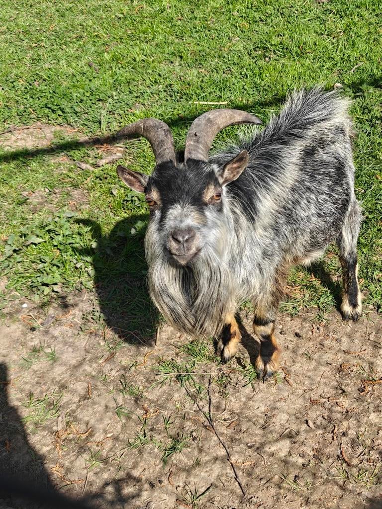 Dwerggeit bokje, Dieren en Toebehoren, Schapen, Geiten en Varkens
