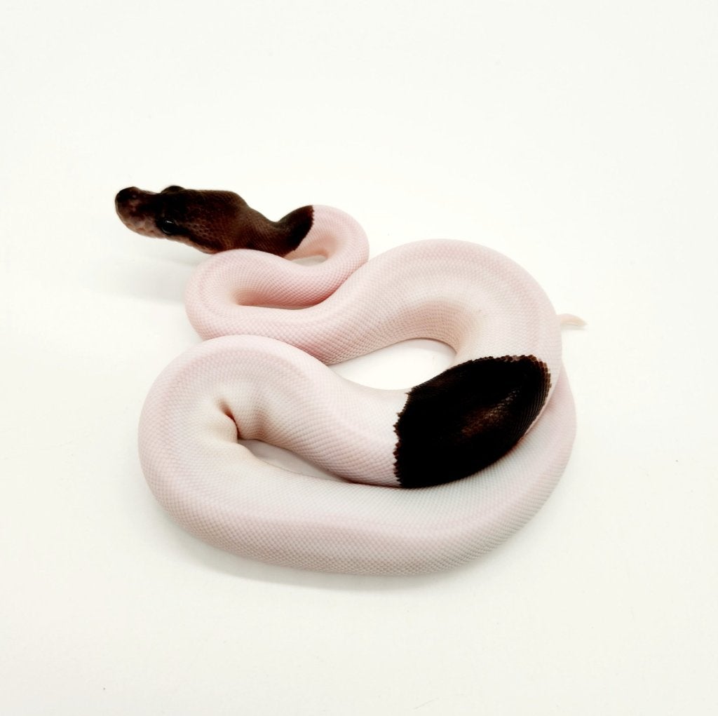 Panda pied femelle (super black pastel piebald) 2022, Dieren en Toebehoren, Reptielen en Amfibieën, Slang, 3 tot 6 jaar