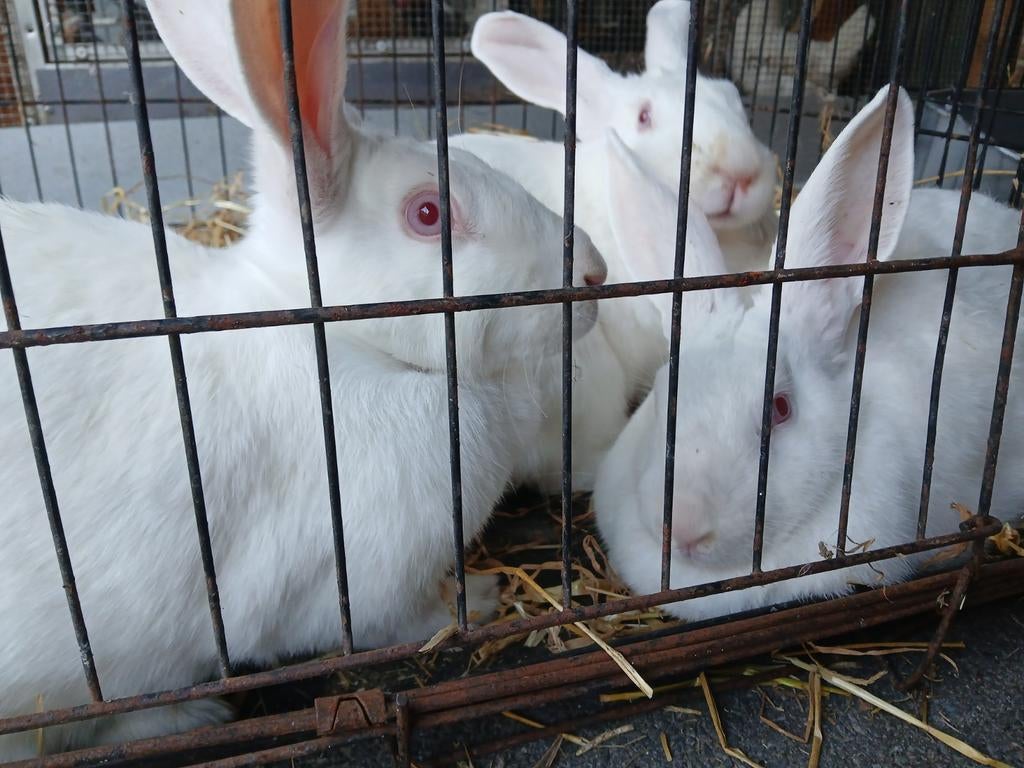 Kweek klaare moeren wit van dendermonde, Dieren en Toebehoren
