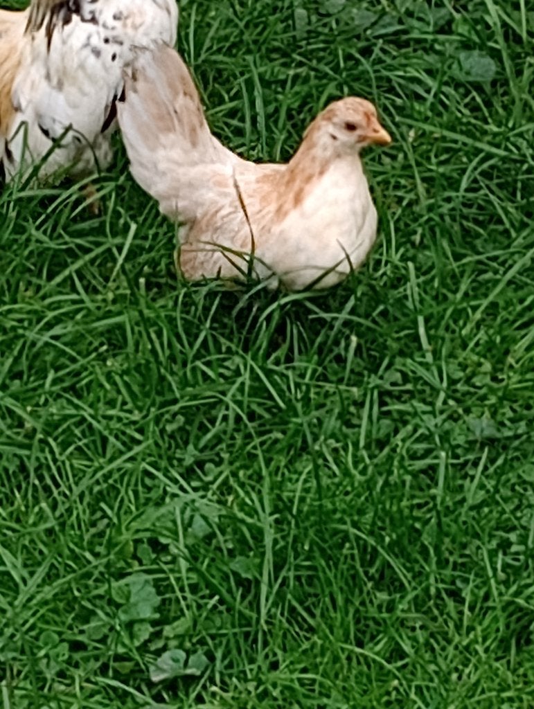 Chabo kippen, Meerdere dieren, Kip