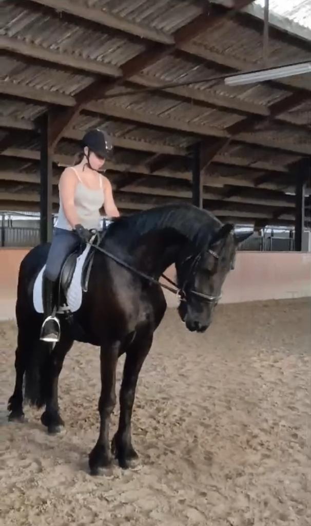 Ruiter gezocht, Dieren en Toebehoren, Paarden, Zadelmak, Dressuurpaard