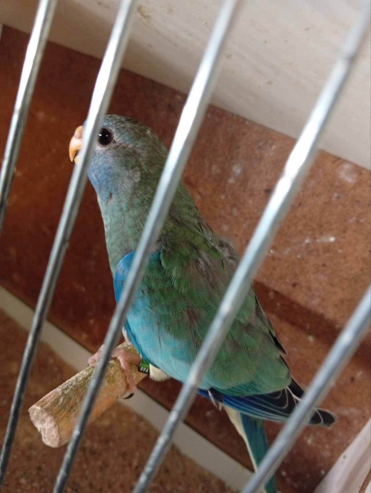 Splendid turquoise ef violet  26, Dieren en Toebehoren, Vogels | Parkieten en Papegaaien, Geringd