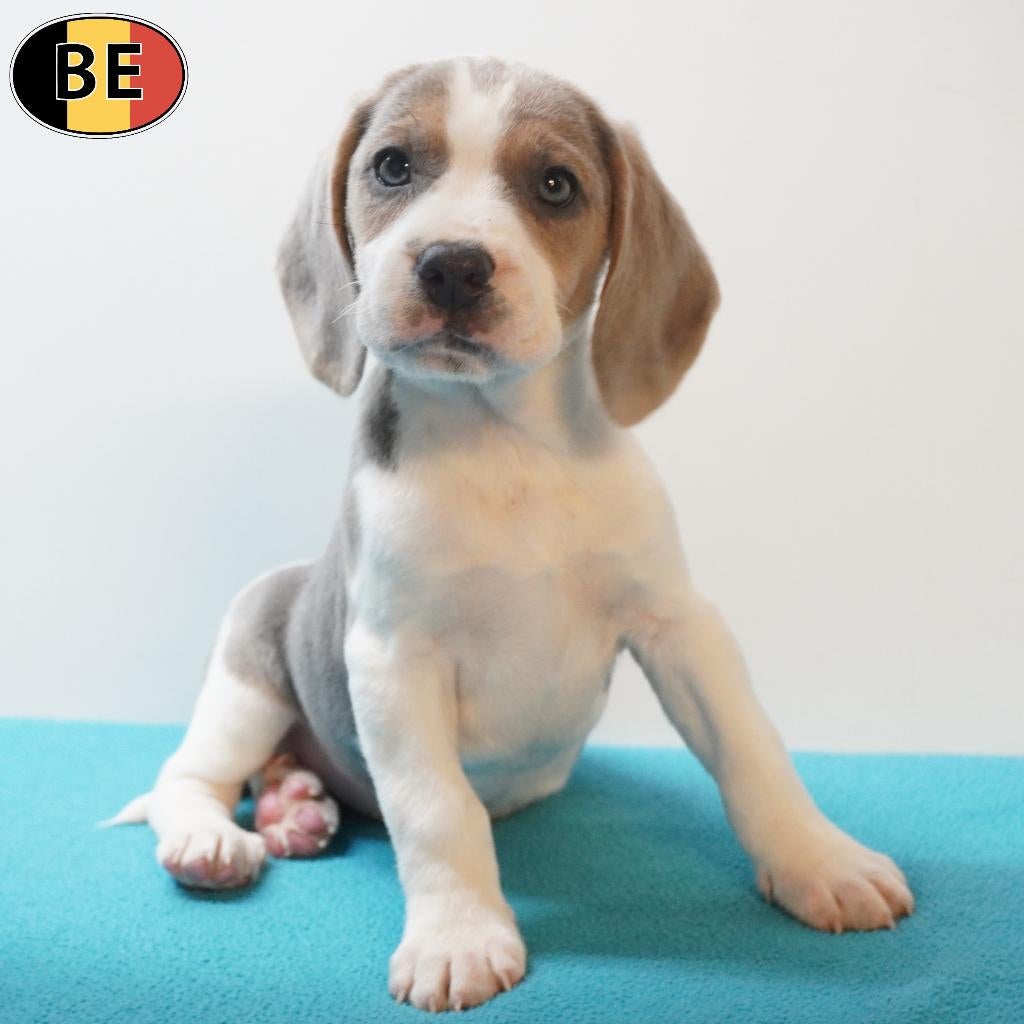 Beagle (Blue Tan - White) Belgische pups te koop, Dieren en Toebehoren, Parvo, België, Beagle, 8 tot 15 weken