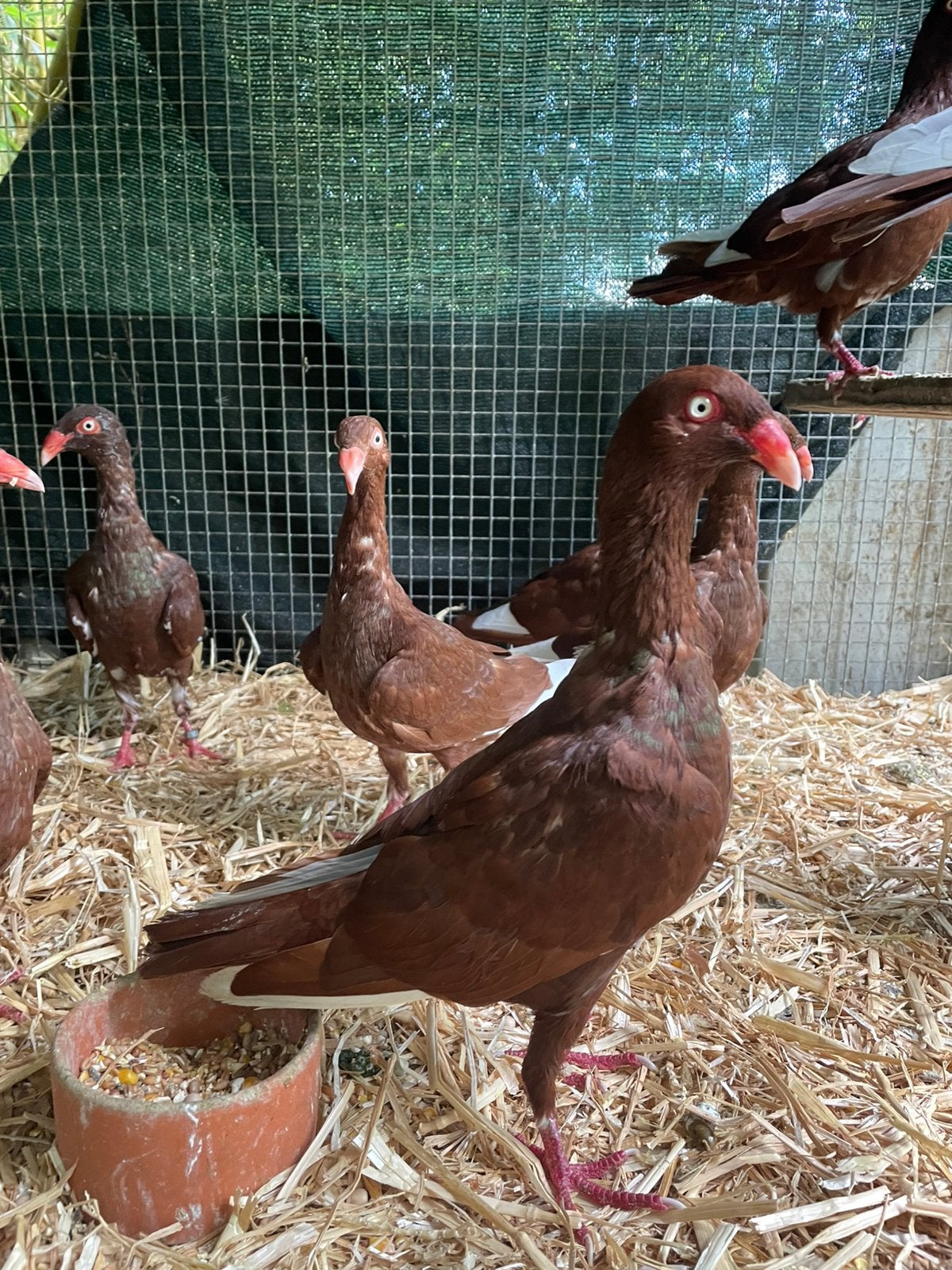 10 Deense Tuimelaars, Sexe inconnu, Pigeon culbutant ou Roller