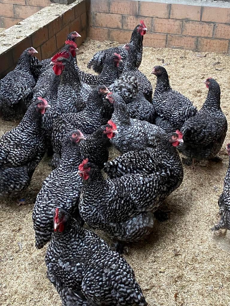 Mechelse koekoek en sierkippen, Dieren en Toebehoren