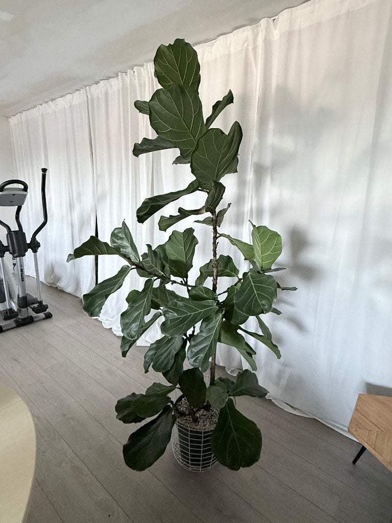 Ficus Lyrata (Vioolbladplant) XXL  2 meter hoog – Topstaat, Huis en Inrichting, Ophalen, Ficus, Halfschaduw, 150 tot 200 cm