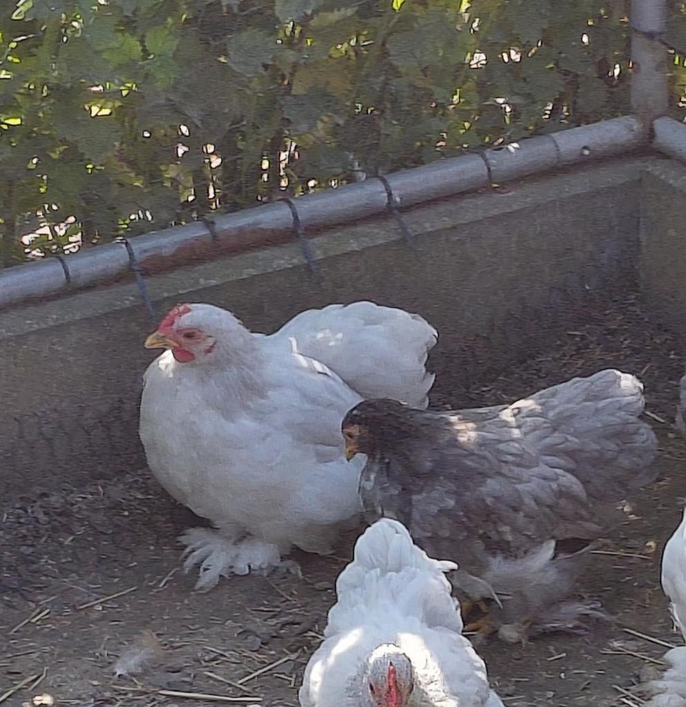 Trio Cochin kriel 2026, Dieren en Toebehoren, Pluimvee, Meerdere dieren, Kip