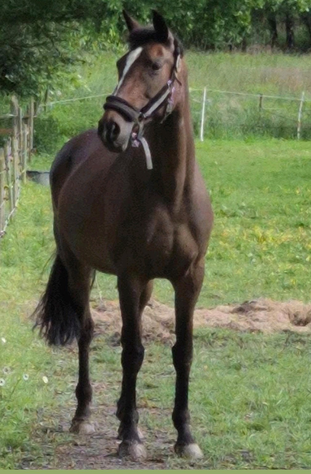 15 jarige Springmerrie met stamboek, 11 ans ou plus, Débourré, 160 à 165 cm, Cheval de saut