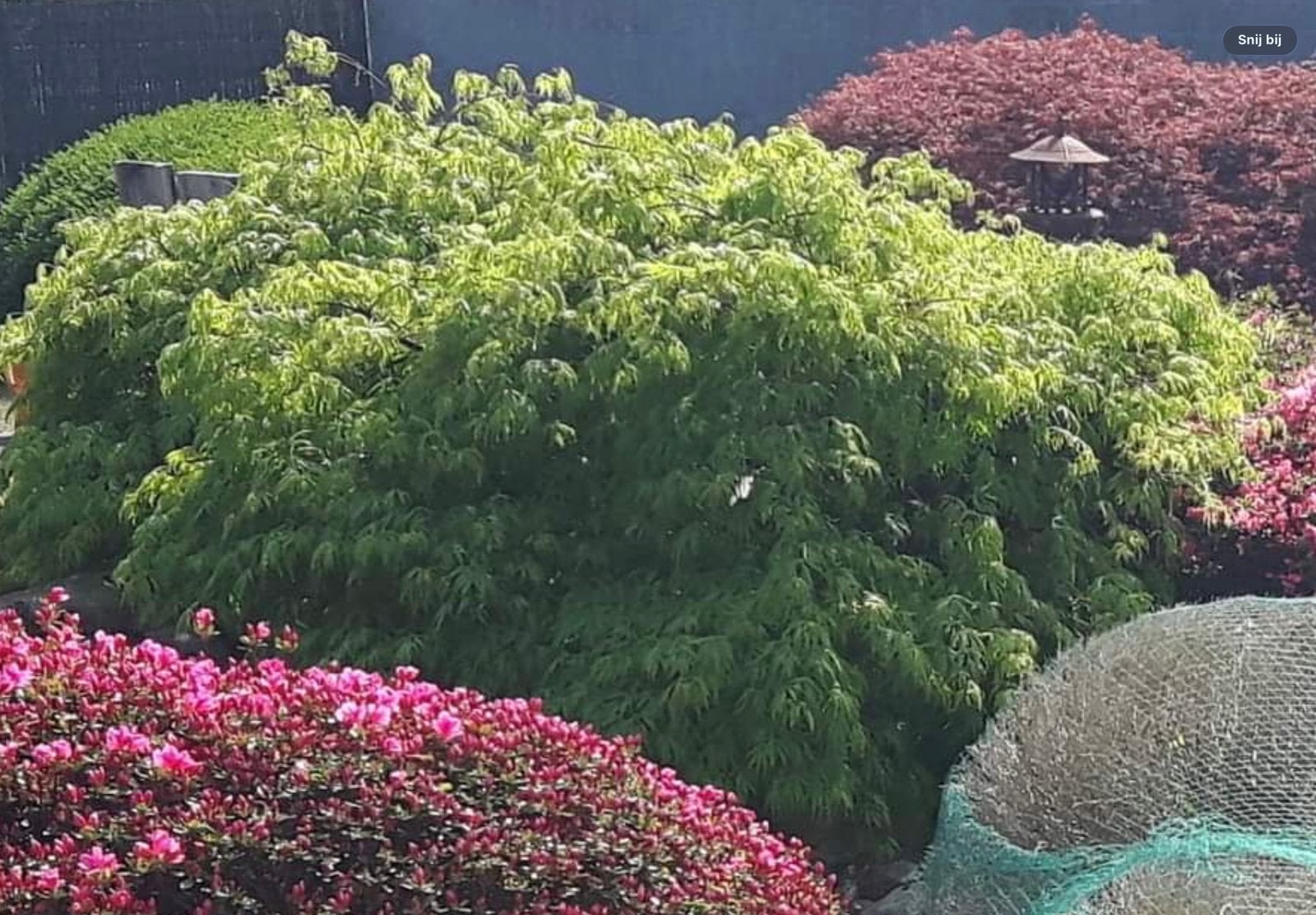 Groene japanse esdoorn, Jardin & Terrasse, Plantes | Jardin, Enlèvement, Plante fixe