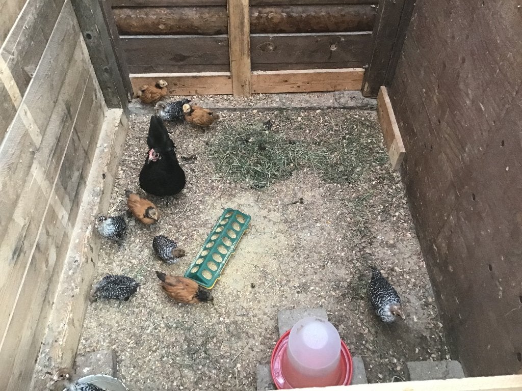 Kloek met kuiken Zilverbrakel en Vorwerk, Dieren en Toebehoren, Pluimvee, Geslacht onbekend, Kip