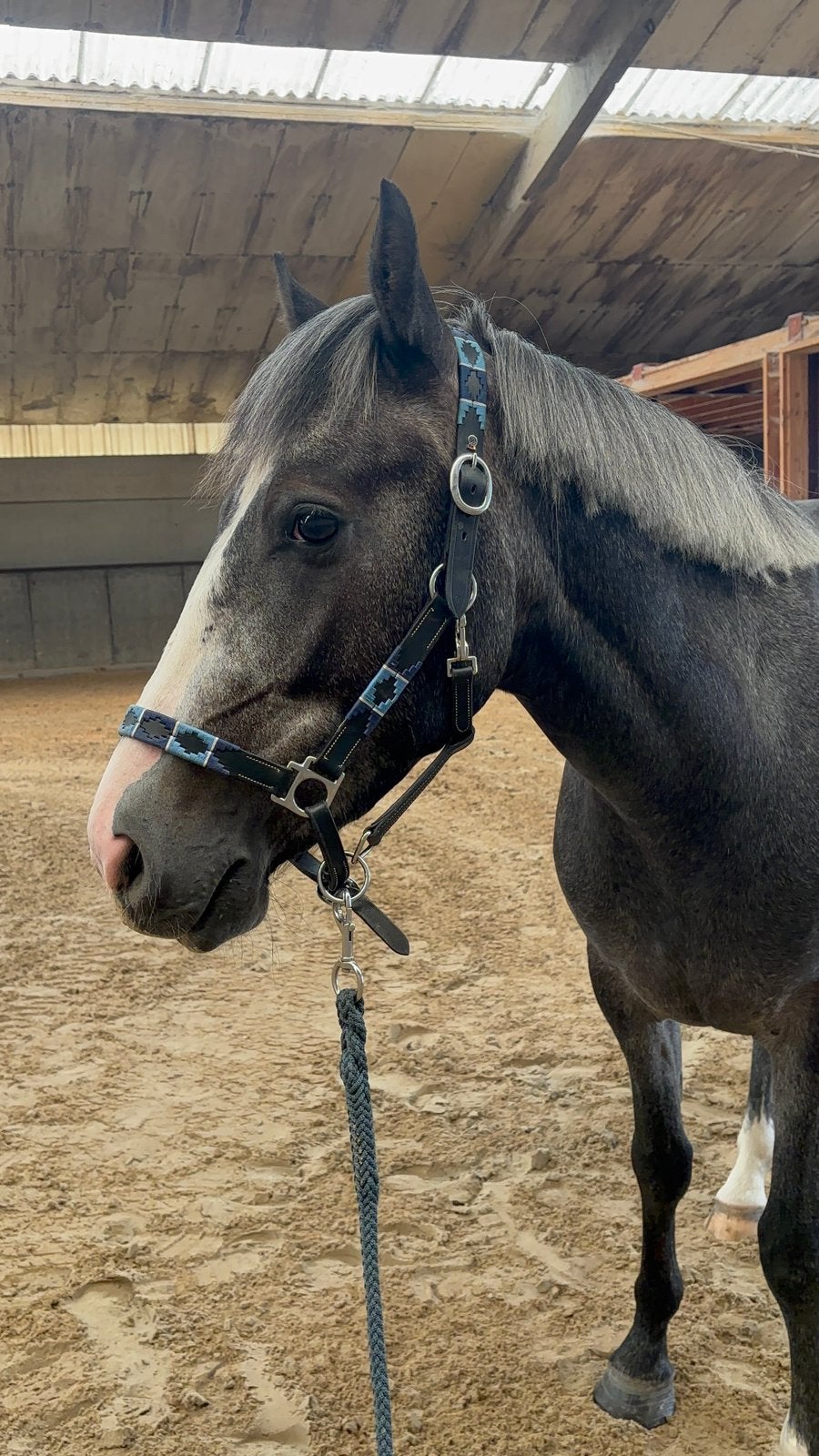 Knappe D-pony, Dieren en Toebehoren, Paarden