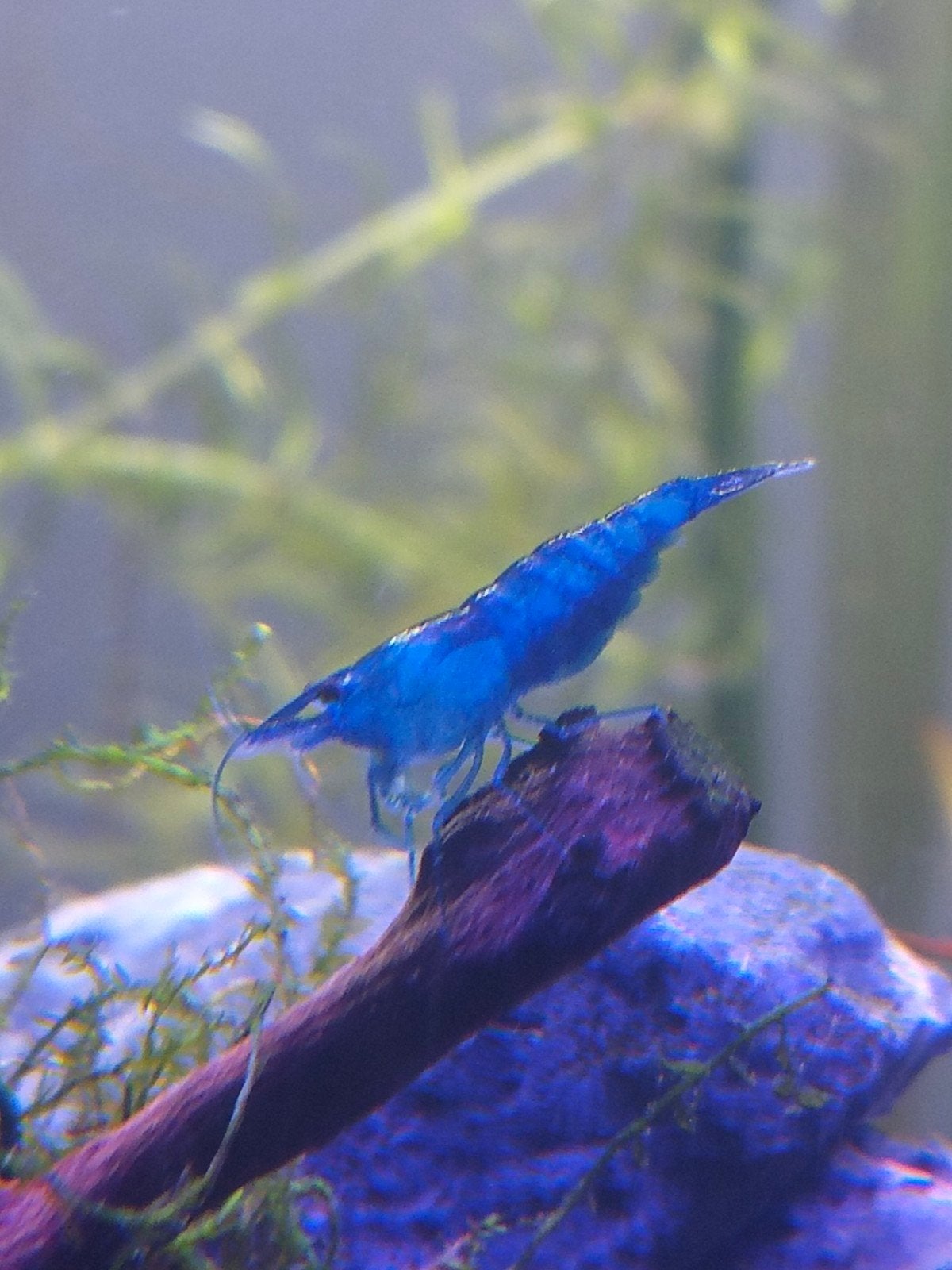 Neocardina Davidi - Blue Dream, Dieren en Toebehoren, Vissen | Aquaria en Toebehoren