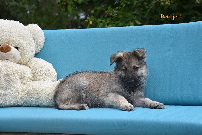 Prachtige grauwe Duitse Herder pups, België, CDV (hondenziekte), 8 tot 15 weken, Meerdere