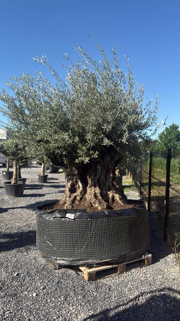 Olijfboom Bonsai stuntprijs Stock id (31), Lente, Olijfboom, 250 tot 400 cm, Ophalen
