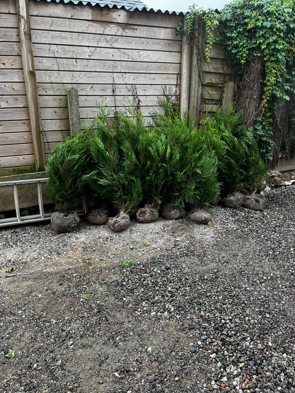 Thuja sparhaag 16 stuks, Ophalen of Verzenden