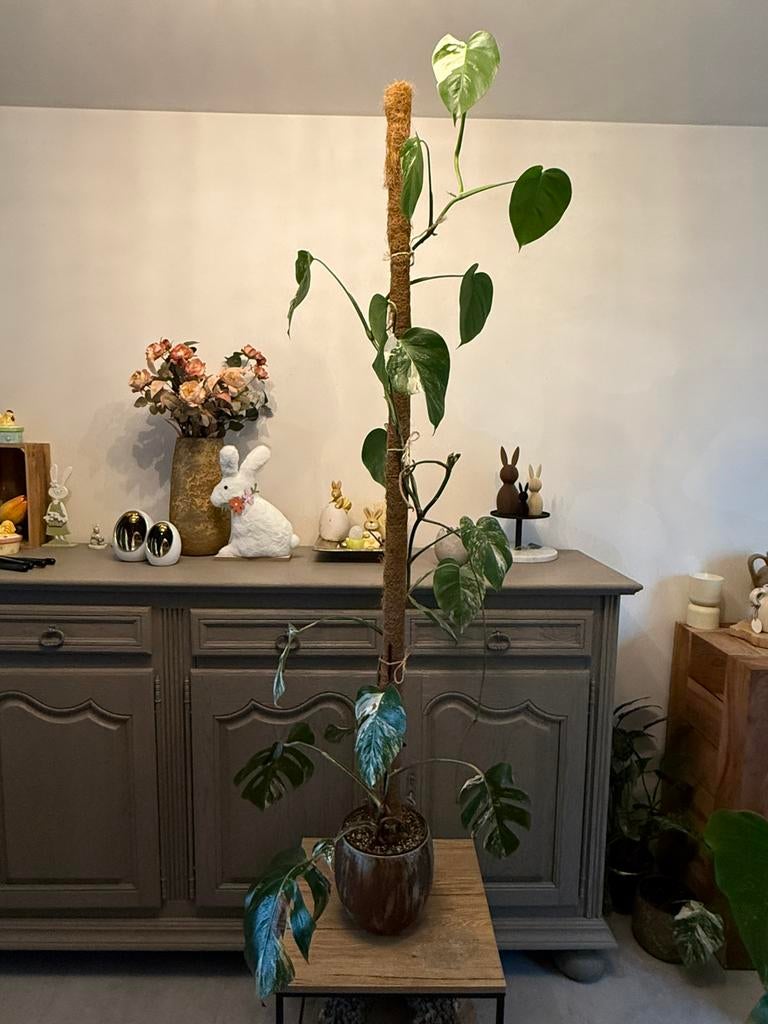 Monstera variegata, Enlèvement