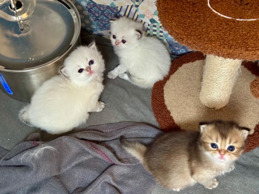 Brits langharig kitten, Dieren en Toebehoren, Kater, Met stamboom, 0 tot 2 jaar