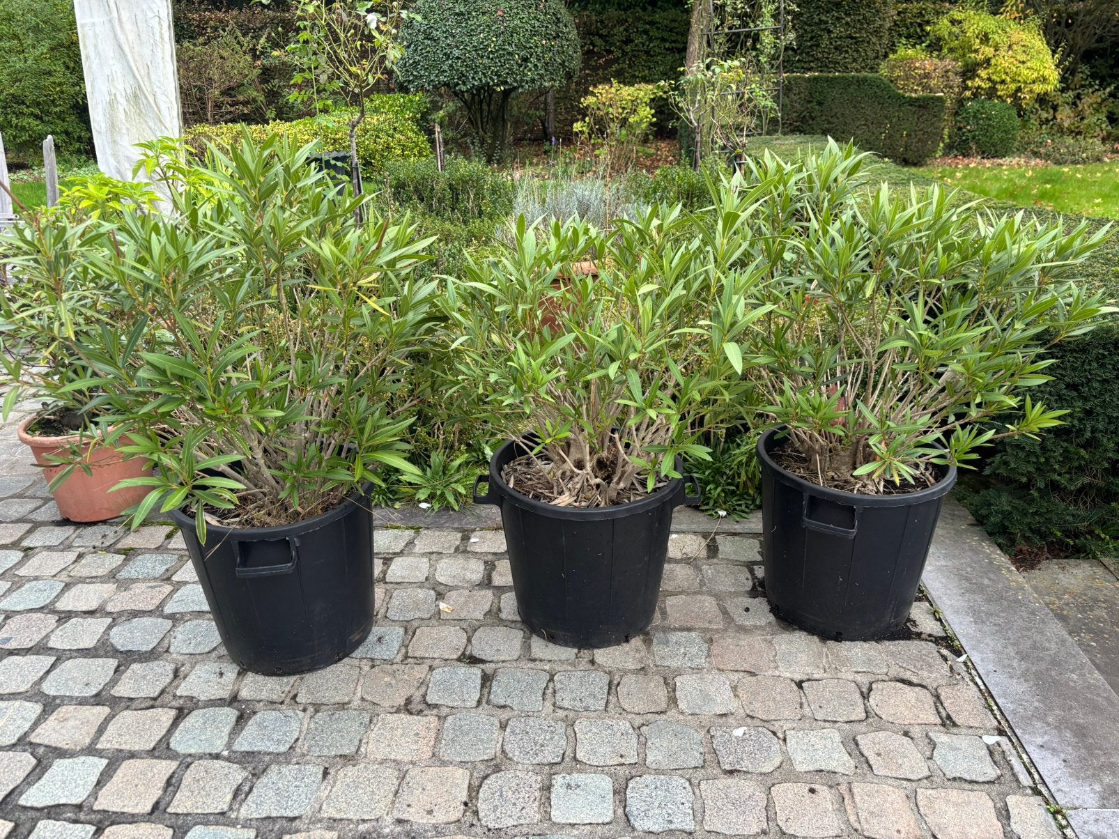 3x Oleander 80cm in kweekpot, Ophalen