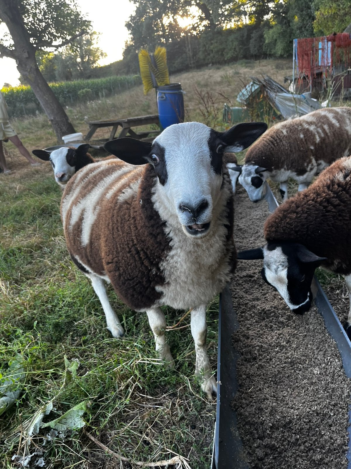 Baggerbonte ramlam, Dieren en Toebehoren, Schaap