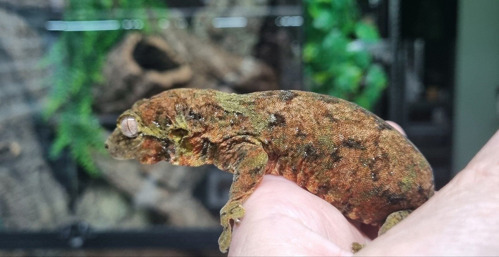 M.Chahoua mainland female 0.1 RTB, Animaux & Accessoires, Reptiles & Amphibiens, Domestique