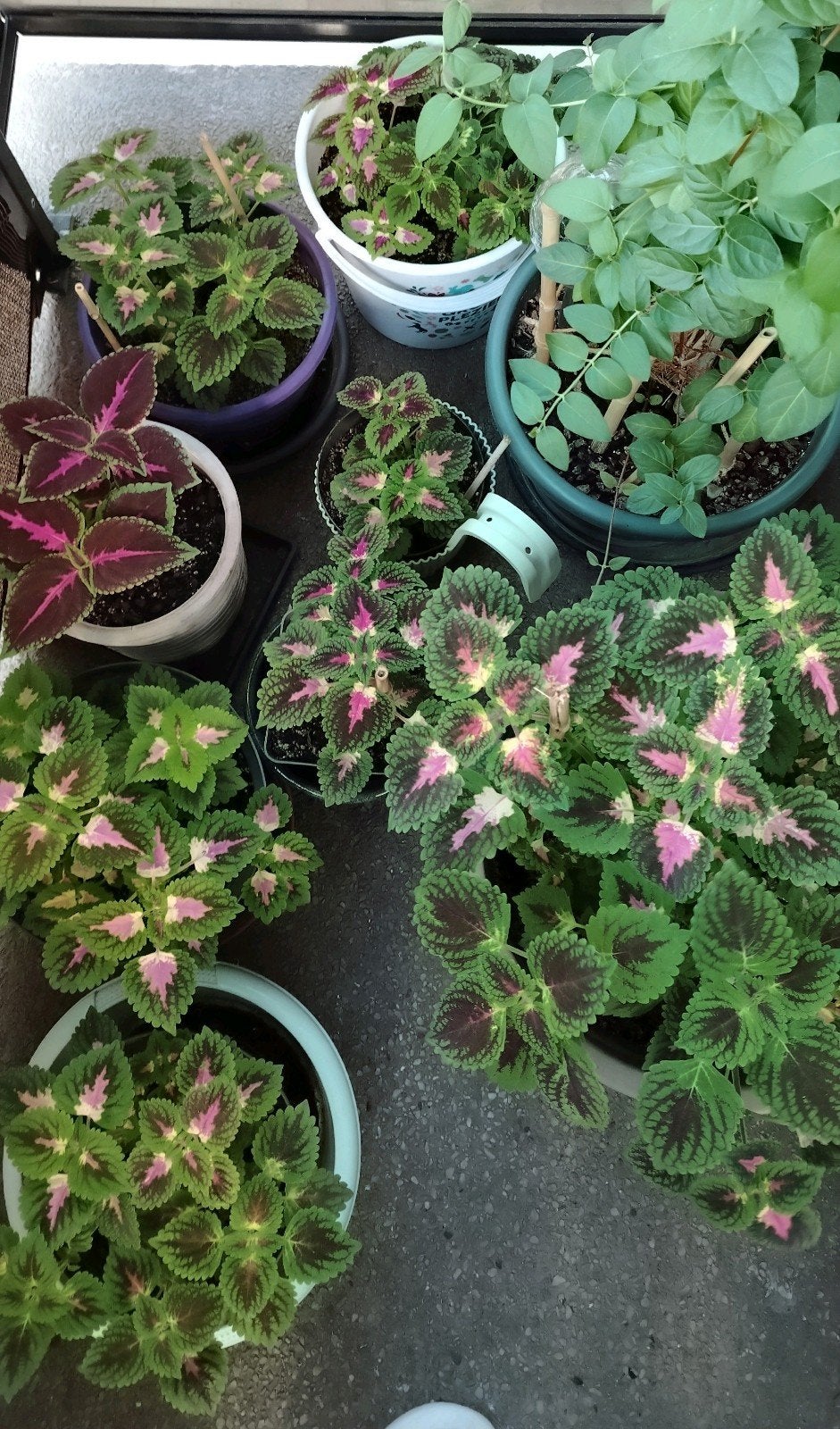 Planten - stekken _ jonge Coleus in potten., Ophalen of Verzenden, Halfschaduw