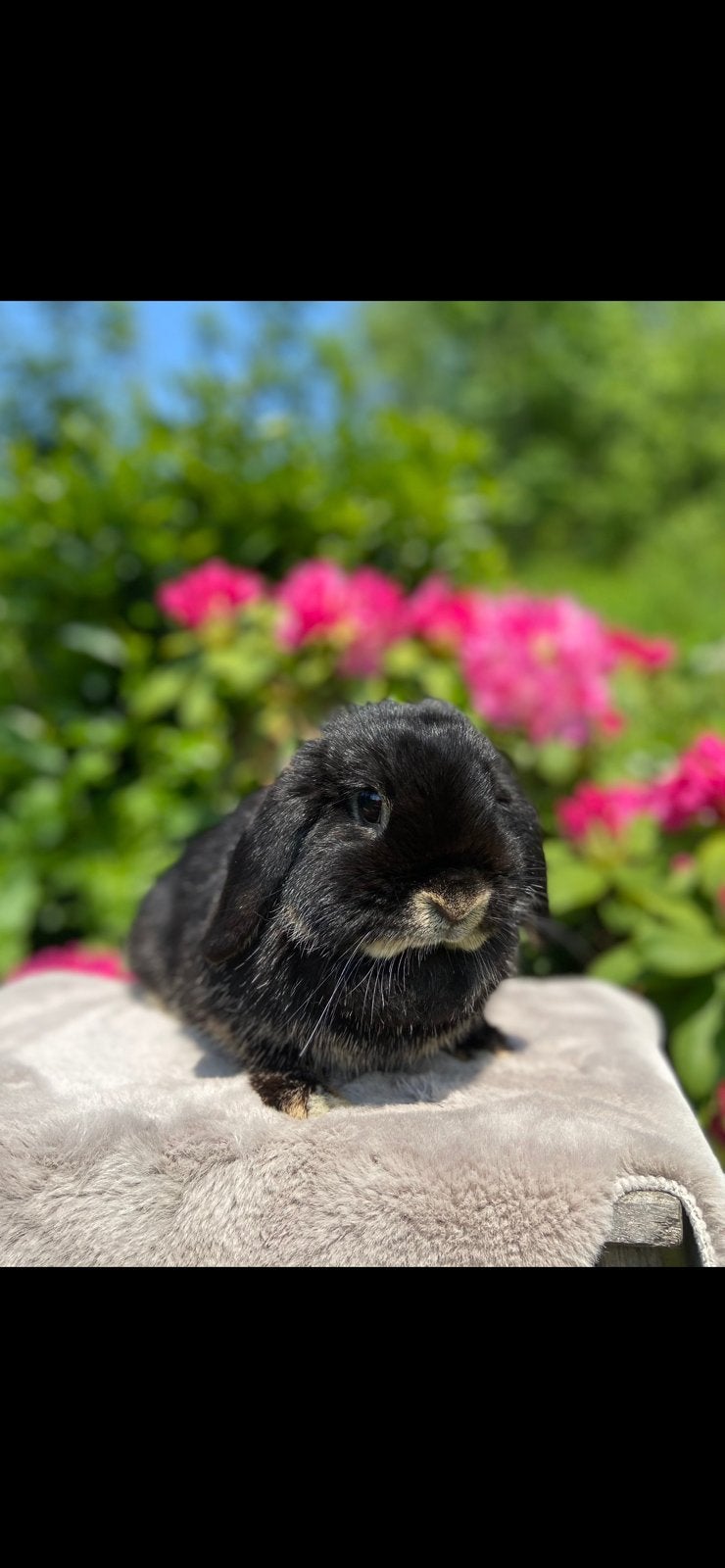Lief NHD koppeltje, Dieren en Toebehoren, Meerdere dieren, Dwerg, Hangoor, 3 tot 5 jaar