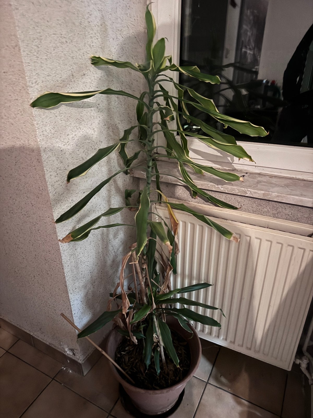 Yuccas, En pot, Enlèvement, 100 à 150 cm, Yucca