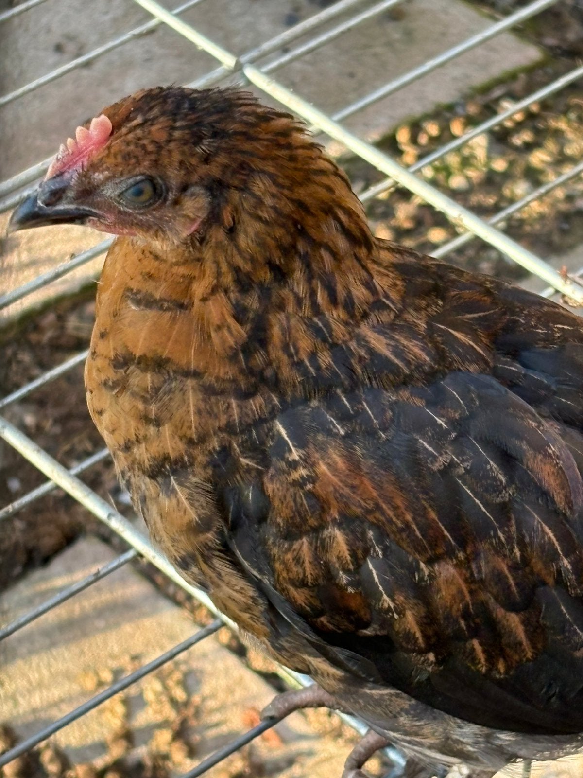 Jonge haantjes, Dieren en Toebehoren, Mannelijk, Kip