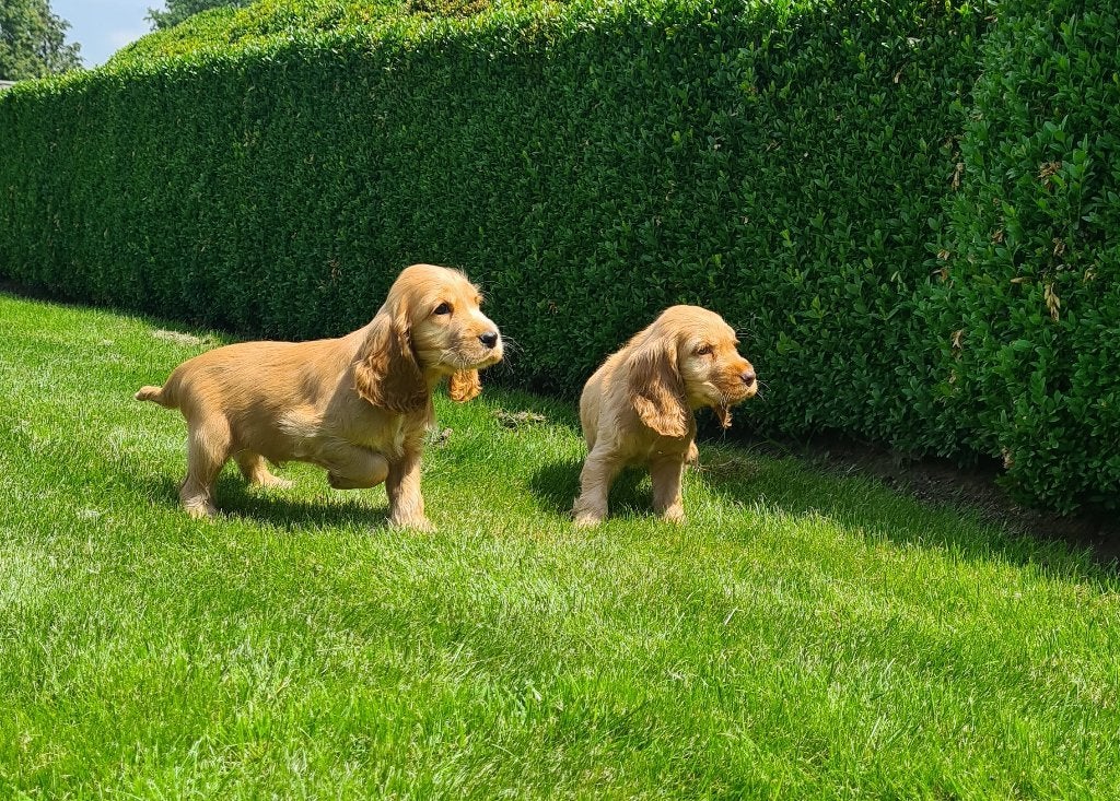 engelse cocker pups, België, CDV (hondenziekte), 8 tot 15 weken, Meerdere