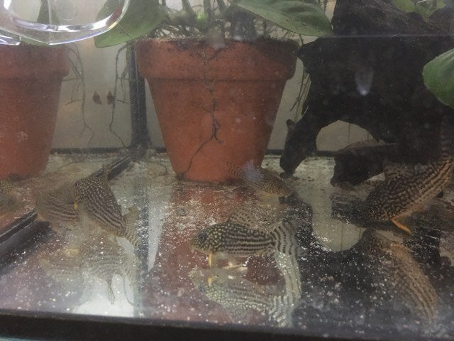 Sterbai corydora's, Banc de poissons