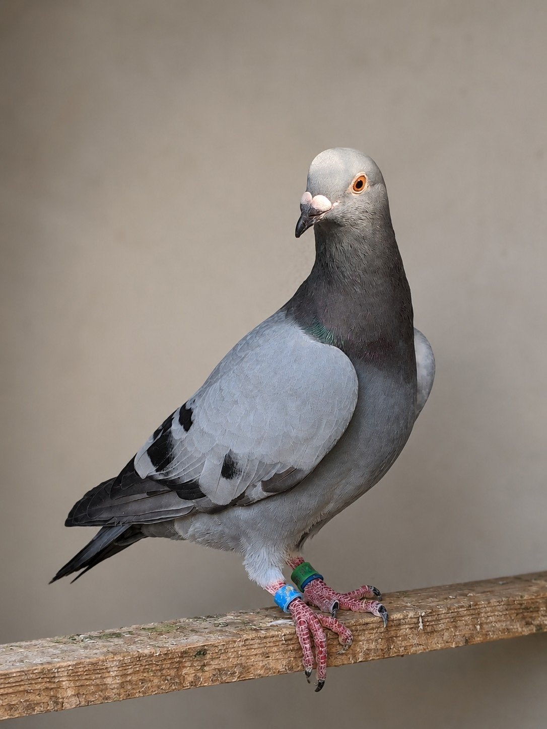 blauwe duif