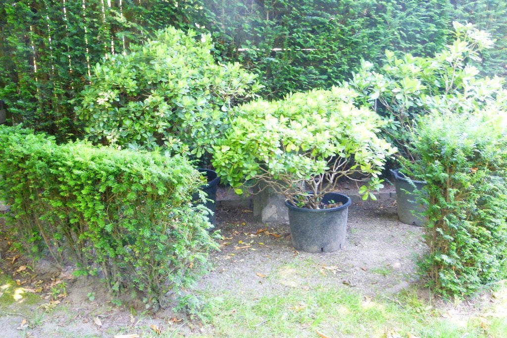 Planten Pittosporum tobira. 3 stuks., Jardin & Terrasse, Plantes | Jardin, Plante fixe, Autres espèces, Mi-ombre, Été, Enlèvement