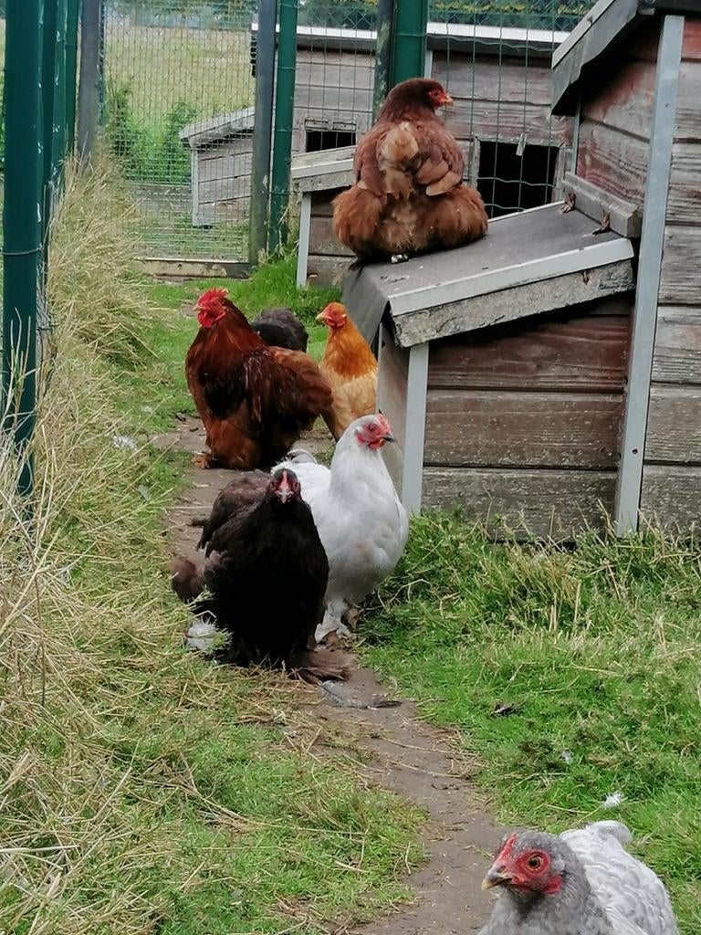 cochin kriel kuikens hennetjes, gevaccineerd, Dieren en Toebehoren, Pluimvee, Kip, Vrouwelijk