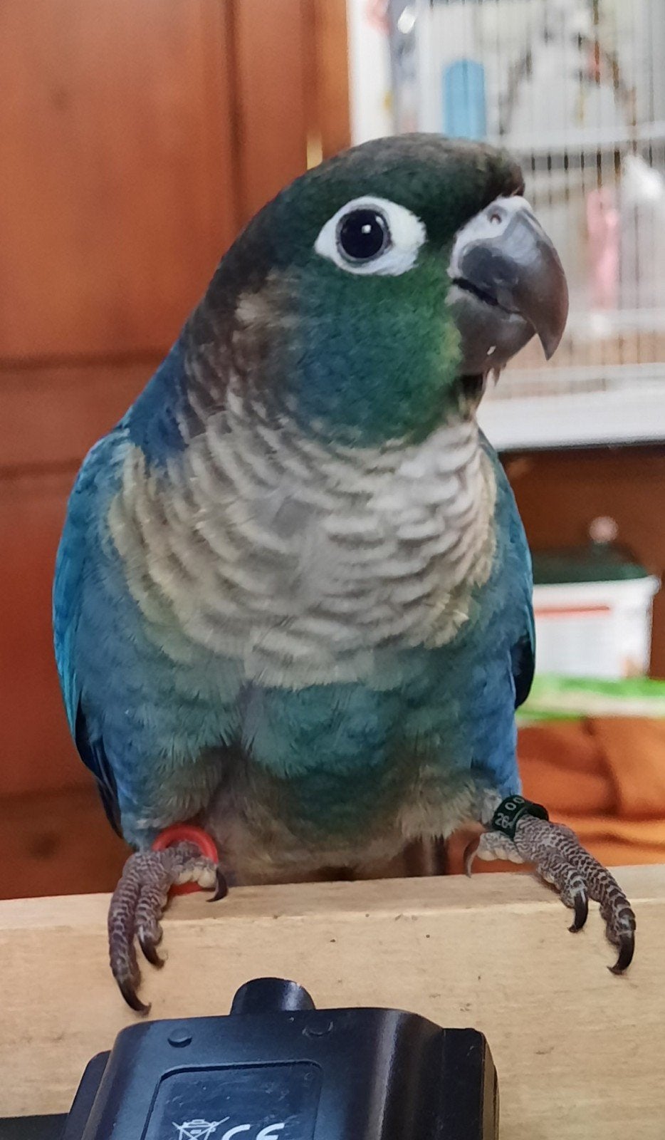 conure molinae eam Mâle